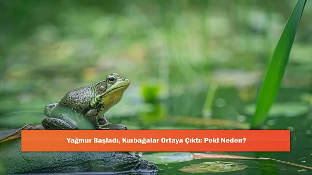 Yağmur Başladı, Kurbağalar Ortaya Çıktı: Peki Neden?