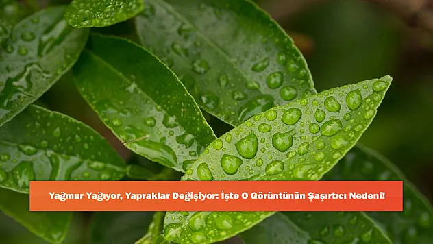 Yağmur Yağıyor, Yapraklar Değişiyor: İşte O Görüntünün Şaşırtıcı Nedeni!