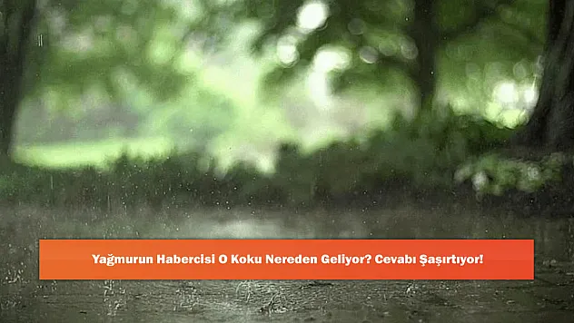 Yağmurun Habercisi O Koku Nereden Geliyor? Cevabı Şaşırtıyor!