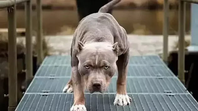 Yargıtay Yasaklı Irk Kapsamındaki Pitbull Saldırılarına İlişkin Emsal Kararını Açıkladı