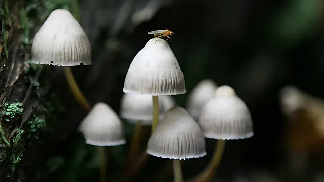 Yeni Zelanda'da 'Sihirli Mantar' Dönemi: Psilosibin Depresyon Tedavisinde Kullanılacak
