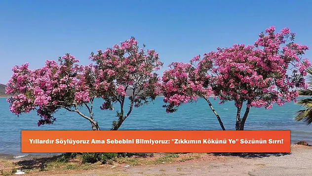 Yıllardır Söylüyoruz Ama Sebebini Bilmiyoruz: 'Zıkkımın Kökünü Ye' Sözünün Sırrı!