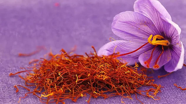 Yüksekova'da Kadınlardan Tarımsal Devrim: İlk Kez Safran Ekimi Gerçekleştirildi!