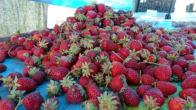 Zirai don sonrası ilk hasat çilekten geldi