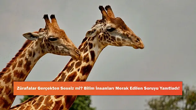 Zürafalar Gerçekten Sessiz mi? Bilim İnsanları Merak Edilen Soruyu Yanıtladı!
