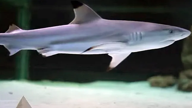 Brezilya'da 13 Yaşındaki Çocuk Köpekbalığı Saldırısında Can Verdi!