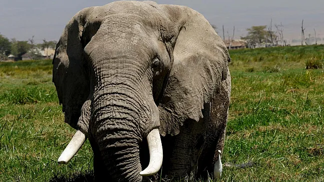 Doğanın Dev İlaç Deposu! Afrika Fillerinin Tıbbi Bitki Gizemi Çözüldü