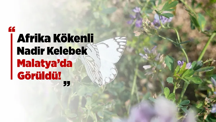 Afrika’dan Gelen Göçmen Kelebek Malatya’da Görüntülendi!