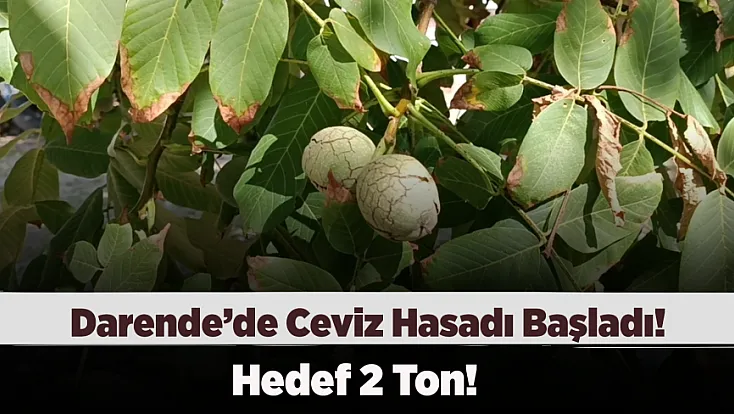 Babasının Su Verilmez Denen Ağaçlarına Baktı, Şimdi Tonlarca Ürün Topluyor
