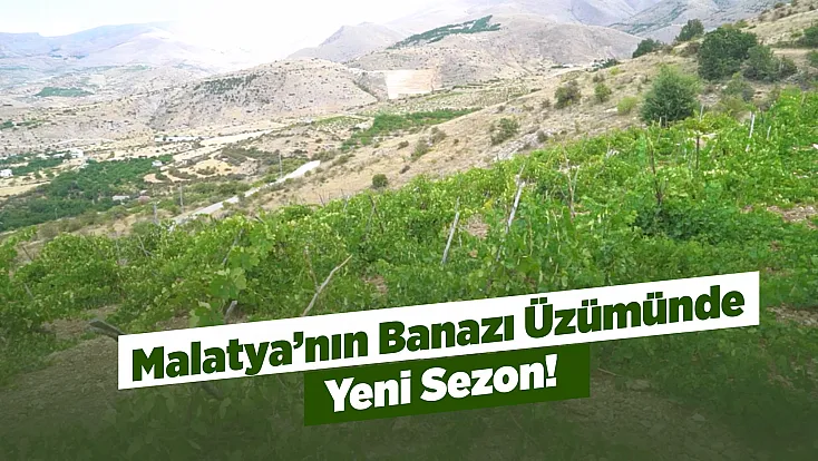 Banazı Karası İçin Hasat Bekleniyor! Malatya’nın Yöresel Üzümüne Yoğun Talep