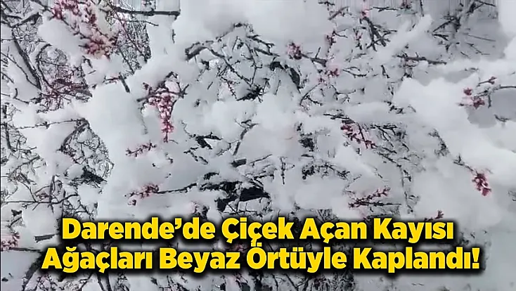 Darende’de 20 Santim Kar! Kayısı Dalında Donma Tehlikesiyle Burun Buruna