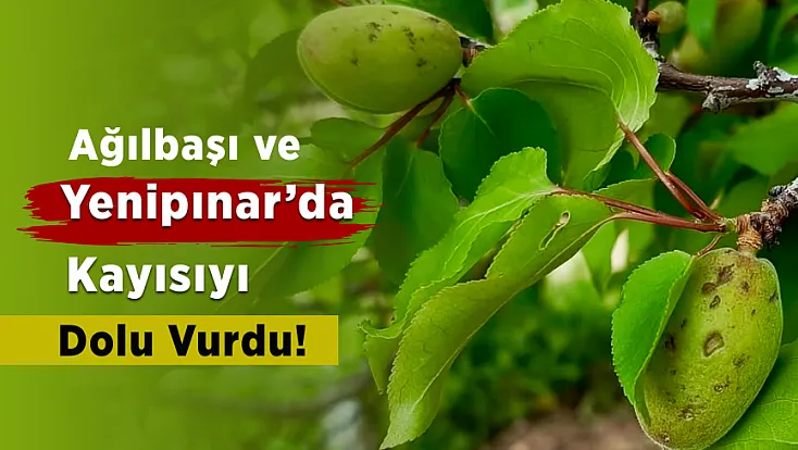 Darende’de Dolu Yağışı Sonrası Kayısı Bahçeleri Zarar Gördü