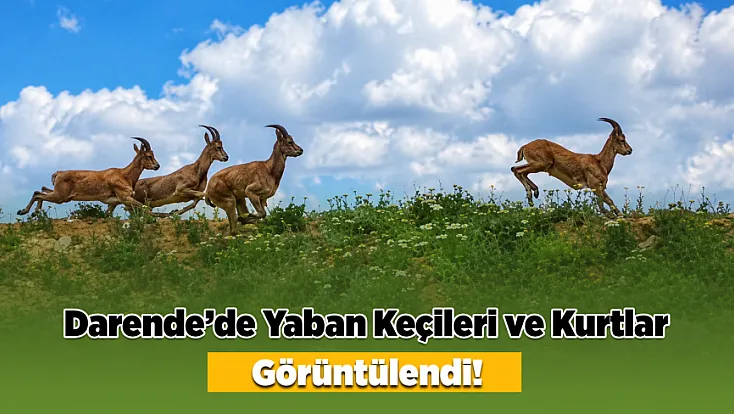 Darende’de Yerleşim Yerlerine Yakın Kurt ve Yaban Keçisi Sürüsü Görüldü