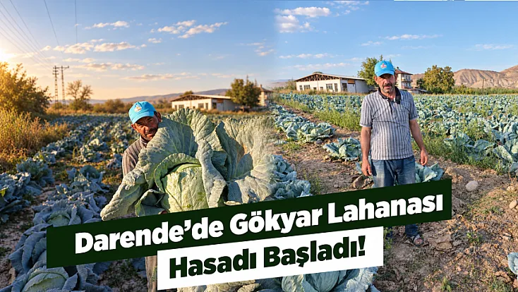 Darende’nin Gökyar Lahanası Tezgâhlarda Yerini Aldı!