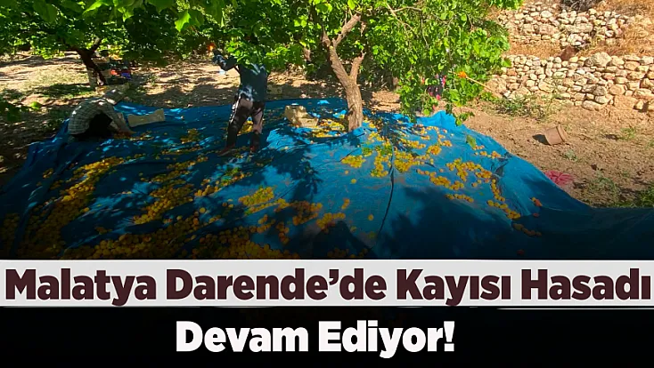 Darende’nin Yüksek Kesimlerinde Kayısı Hasadı Başladı