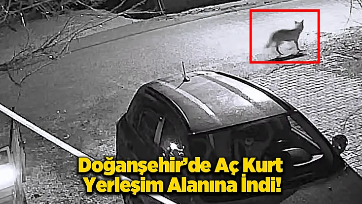 Doğanşehir'de Beklenmedik Misafir: Aç Kalan Kurt Mahalleye İndi!