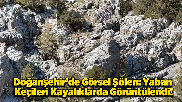Doğanşehir'de Sarp Kayalıklarda Yaban Keçisi Sürüsü!