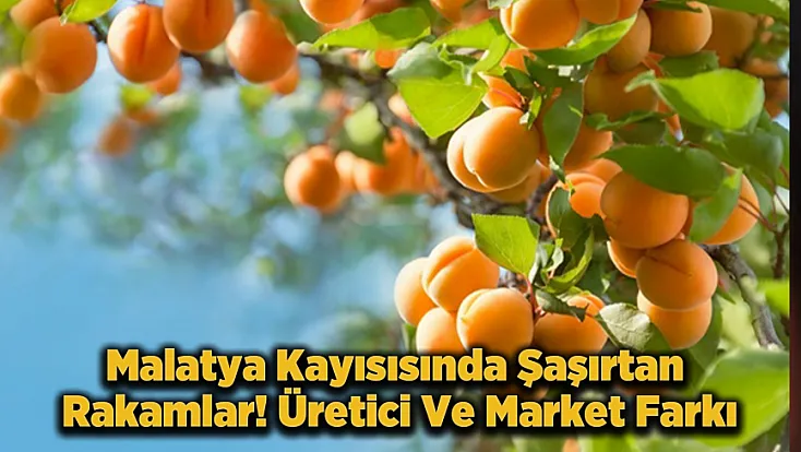 Dünya Kayısı Başkenti Malatya'da Şaşırtan Tablo!