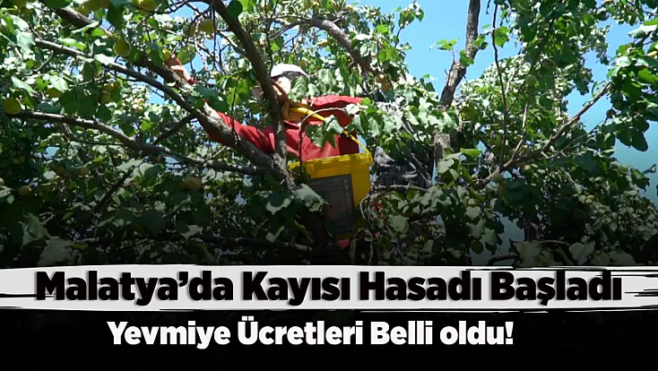 Günde 10 Saat Çalışıyorlar! Malatya'da Kayısı İşçisinin Aldığı Ücret Şaşırttı
