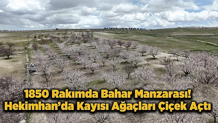 Hekimhan’da 1850 Rakımda Kayısı Çiçekleri Açtı, Bahçeler Renklendi