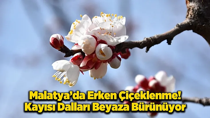 Kale’de Kayısı Ağaçları Mevsime Meydan Okuyor: Çiftçiyi Tedirgin Eden Görüntü!