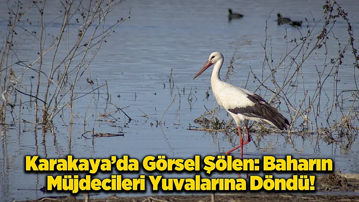 Karakaya Barajı’nda Bahar Mesaisi: Göç Yolundaki Leylekler Yuvalarına Döndü!