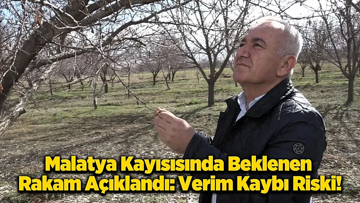 Kayısı Üreticisine Kötü Haber: Rekolte Beklentisi Düştü!