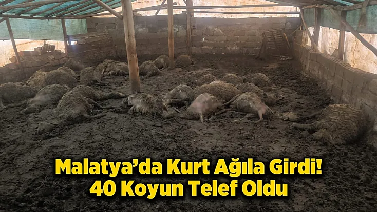 Malatya Arguvan’da Kurt Dehşeti! Bir Gecede 40 Koyun Telef Oldu