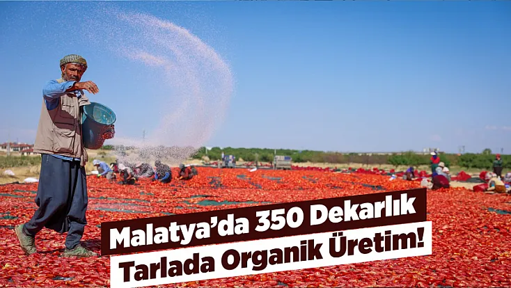 Malatya’da 350 Dekarlık Tarlada Hasat Edilen Domatesler Kurutuluyor!