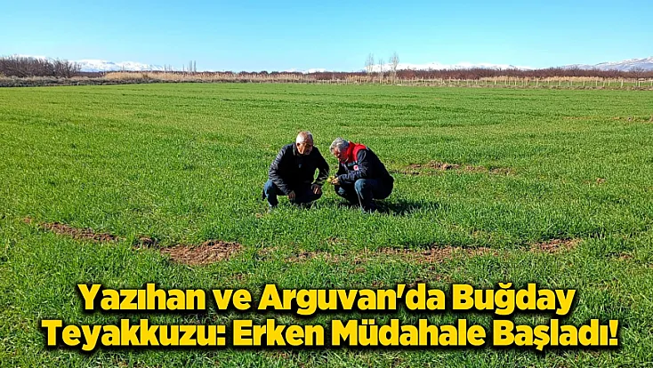 Malatya’da Altın Sarısı Başaklar Mercek Altında: Buğday Tarlalarında Hastalık Nöbeti!