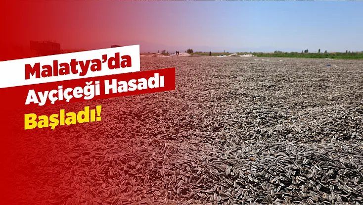 Malatya’da Ayçiçeği Üretiminde Dikkat Çeken Artış! Gözler Hasatta