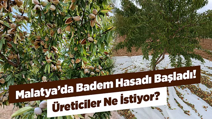 Malatya’da Badem Üretimi Büyüyor! Tek Sorun Pazar Bulmak