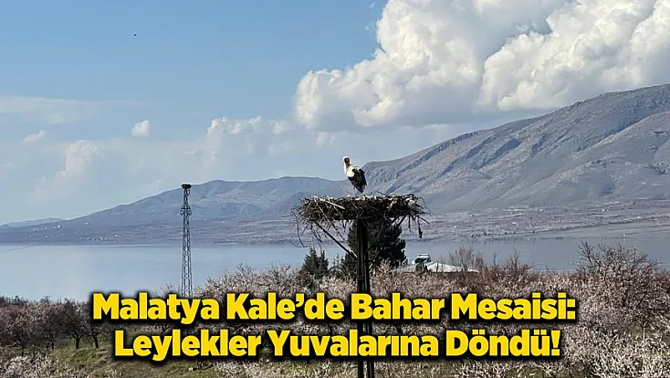 Malatya'da Bahar Görseli: Leylekler Kayısı Çiçekleri Arasında Yuvalarına Döndü!