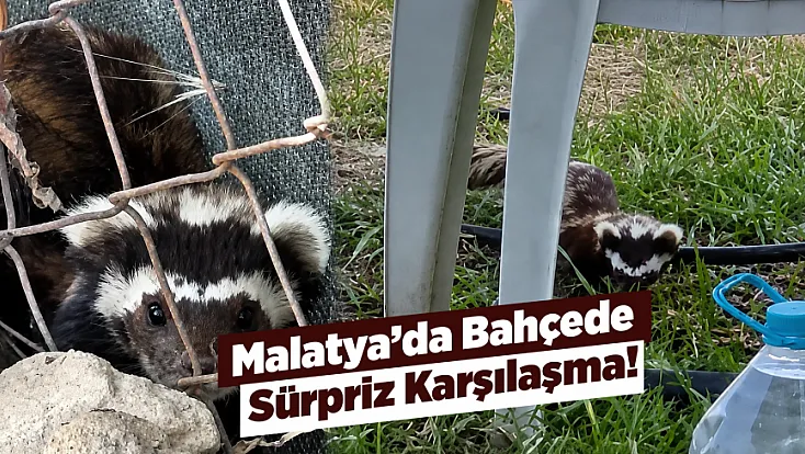 Malatya’da Bahçede Sürpriz Karşılaşma! Alaca Kokarca Görüntülendi