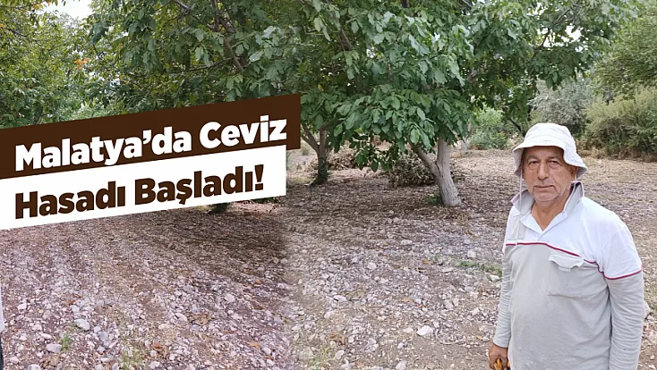 Malatya’da Bahçelerden Ceviz Çıkıyor! Hasat Zamanı Geldi