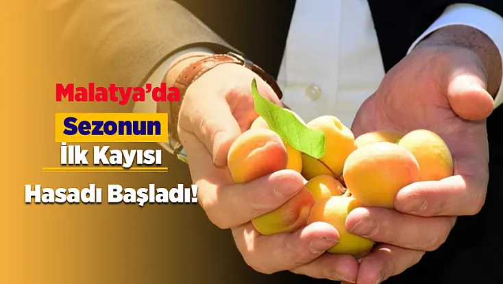 Malatya’da Bahçelere Girildi! Geçen Yıl Tek Bir Tane Bile Yoktu, Bugün  Hasat Başladı