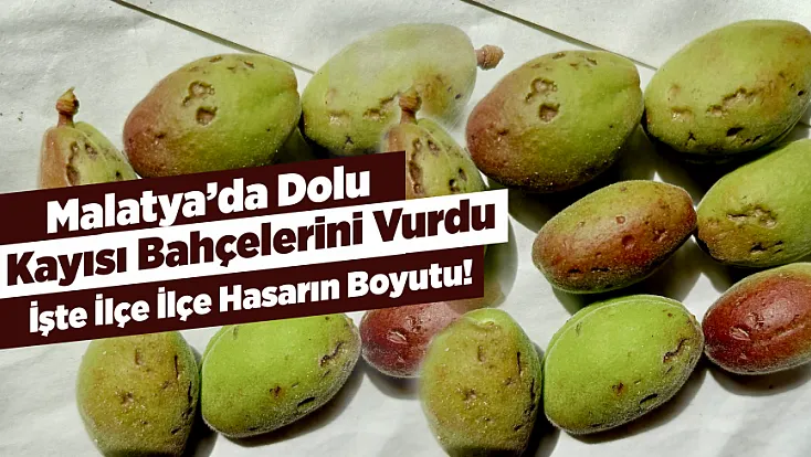 Malatya’da Bazı Bölgelerde Kayısı Zararı Yüzde 20’ye Çıktı!