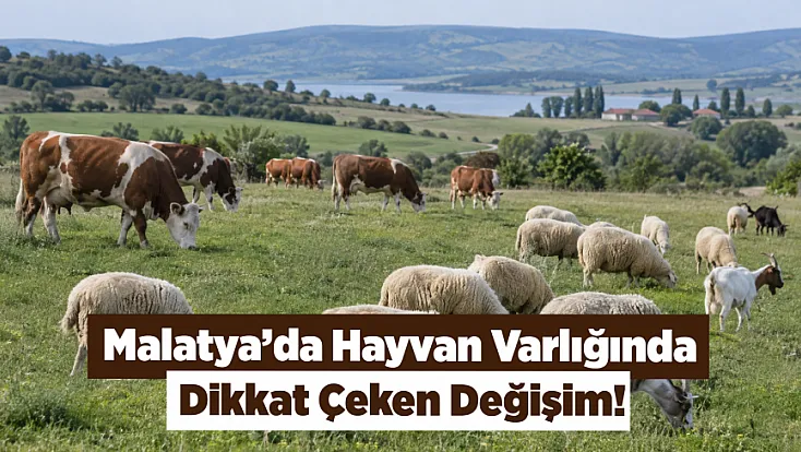 Malatya'da Büyükbaş Ve Küçükbaş Hayvan Sayısı Belli Oldu!