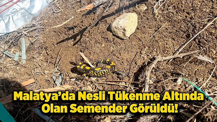 Malatya Doğanşehir'de  Nesli Tükenmekte Olan Semender Görüldü!