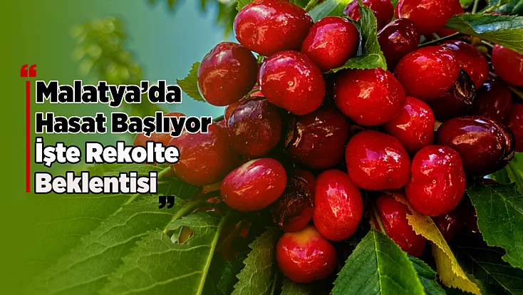 Malatya'da Dalbastı Kirazında Hasat Heyecanı Başladı