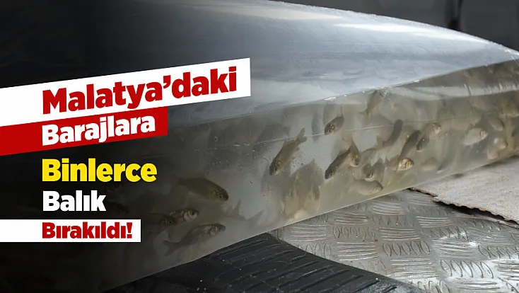 Malatya'da Depremden Etkilenen Barajda Yeniden Balıklandırma Başladı!