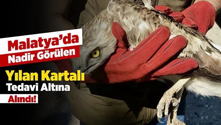 Malatya’da Doğa Alarmı! Yaralı Kartal Koruma Altına Alındı