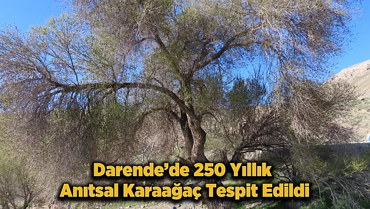 Malatya’da Doğa Harikası Keşif!4,5 Metrelik Anıtsal Karaağaç Tespit Edildi