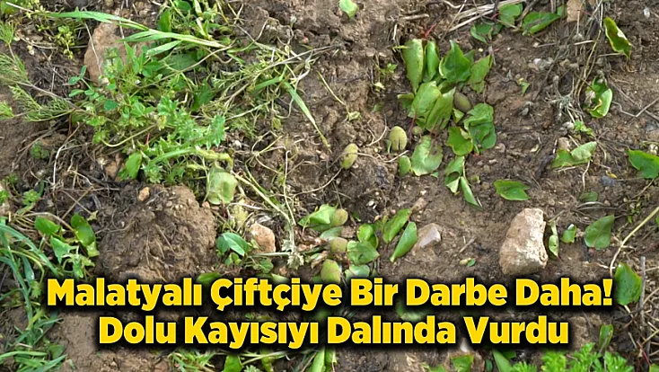 Malatya’da Dolu Bilançosu Ağır! Üreticiler Destek Bekliyor