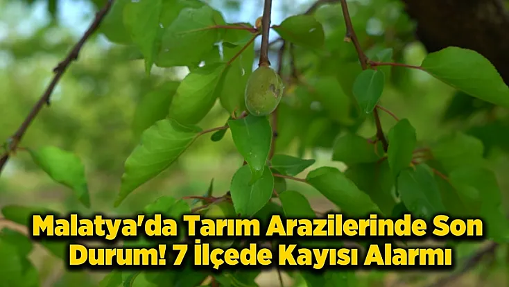 Malatya’da Dolu Kabusu! 7 İlçede Kayısı Zarar Gördü