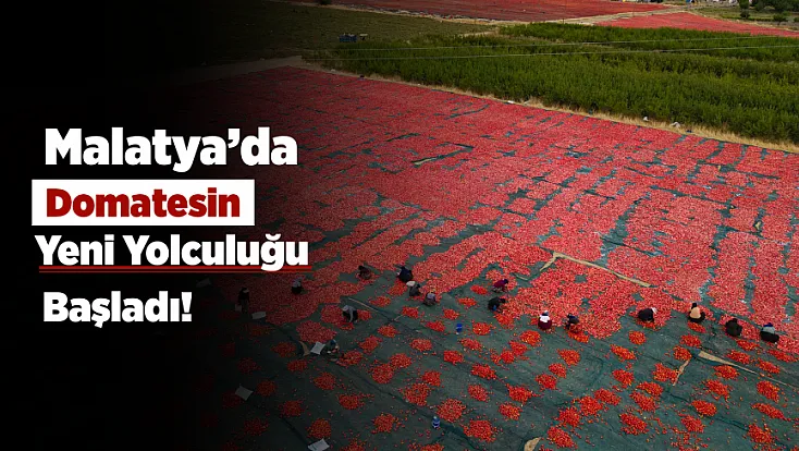 Malatya’da Domatesler Tarladan Çıkıp Türkiye’yi Geziyor!