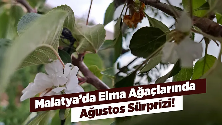 Malatya’da Elma Ağaçları Baharı Beklemedi! Ağustos Ayında Çiçek Açtılar