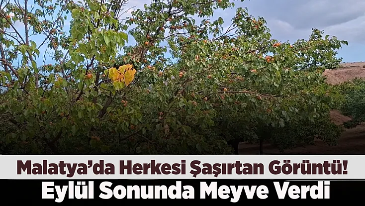 Malatya’da Eylül Sürprizi! Dalında Taze Kayısı Görenler Gözlerine İnanamadı