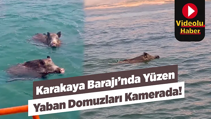 Malatya’da Görenleri Şaşırtan Görüntü! Barajda 3 Yaban Domuzu