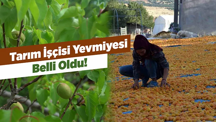 Malatya'da Gözler Hasat Sezonunda! İşçinin Günlük Yevmiyesi Ne Kadar?